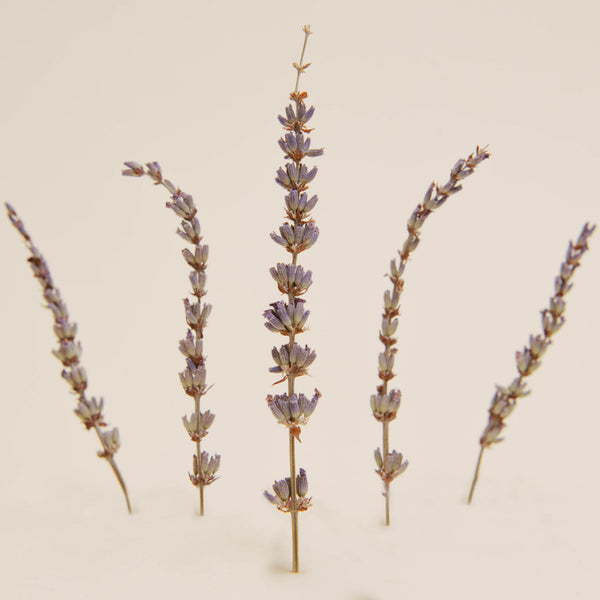 DEHY Dried Lavender (Pack of 6)